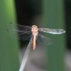 Sympetrum striolatum